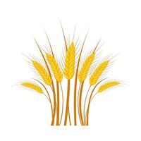 Ears of ripe wheat in a bouquet on a white background. vector