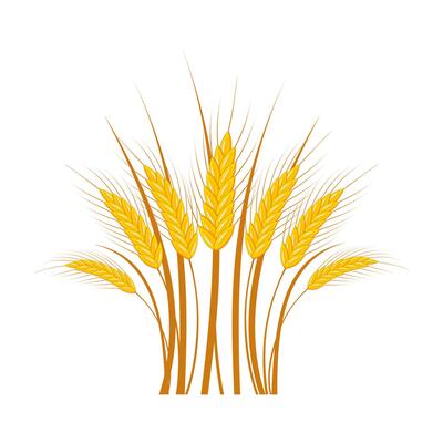 Ears of ripe wheat in a bouquet on a white background.