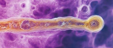 Examine a viruss structure with microscopy photo