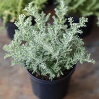 Fresh greenery in a pot on a wooden surface photo