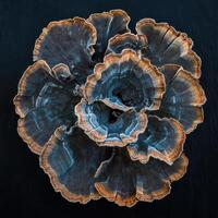 Unique blue and brown mushroom on dark background photo