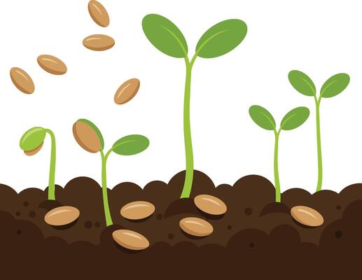 Seed germination and young plant growth in soil illustration showing different stages of sprouting natural process