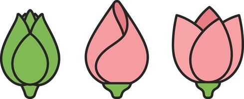 Tulip flower bud growth stages illustration with green and pink colors set for floral design and decoration vector