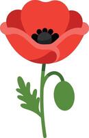 Red poppy flower illustration with green stem and seed pod on white background vector