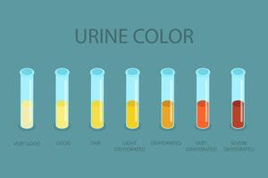3D Isometric Flat Illustration of Urine Color Chart, Assessing Hydration and Dehydration vector