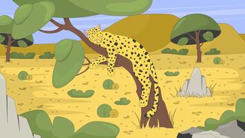 Sleeping leopard on tree in african savanna 2D cartoon animation. Wild cat cheetah resting. Safari animal nap. Wildlife predator habitat animated flat character 4K background scene storytelling video