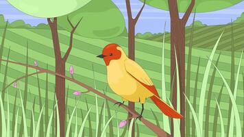 Little bird perched on bud branch in lush grassland 2D cartoon animation. Songbird in grassy field. Birdwatching springtime. Wildlife animated flat character 4K background scene storytelling video