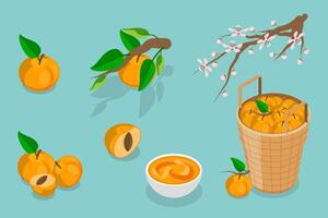 3D Isometric Flat Set of Apricots and Elements, Farm Products vector