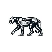 Spooky Black and White Graphic Showing the Full Bone Structure of a Striding Tiger vector
