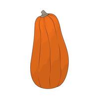 honeynut squash illustration vector