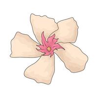 illustration of sampaguita flowers vector
