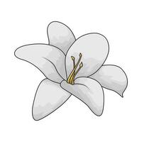 white lily flower vector