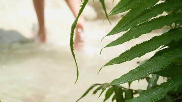 Closeup of green fern leaf with feet walking near waterfall behind video