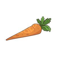 fresh carrot with leaf vector