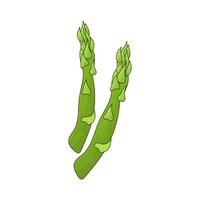 illustration of a asparagus vector