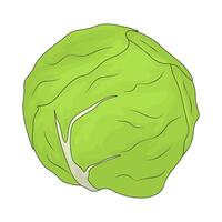 illustration of a cabbage vector