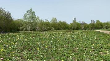 A lush field of multicolored tulips in full bloom with trees in the background, filmed in a park. For gardening, nature, spring, landscape-focused projects, floral, botanic, nature, seasonal content video