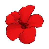 red hibiscus flower vector