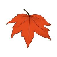 illustration of a maple leaf vector