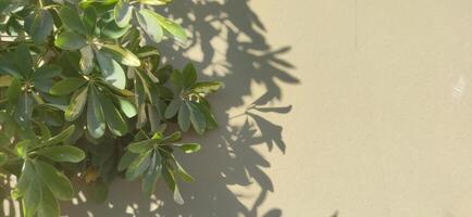 Exploring the artistic interplay of leaves and shadows against a muted wall in afternoon light photo