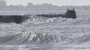 Seagulls resting on breakwater while waves crashing in portugal video