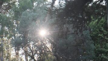 Sunlight shining through trees in portugal video