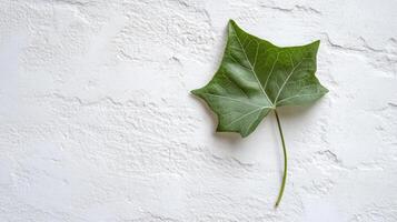 Green leaf with intricate veining lying on textured white background, displaying natural detail and minimalist aesthetic with clean design potential photo
