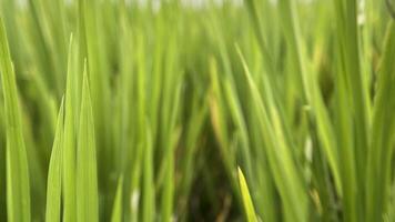 Natural rice field area blur background photo