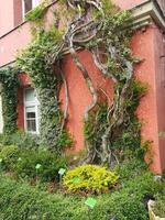 Roots in the concrete jungle. the elegance of nature climbing urban walls photo
