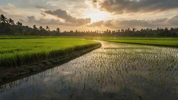 Golden Hour Serenity A Tranquil Reflection on the Rice Fields of Bali, Where the Sun's Embrace Kisses the Earth Goodnight. photo