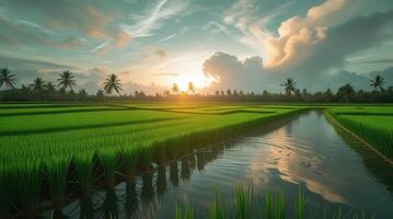 Golden Hour Serenity A Lush Rice Paddy Field Reflecting the Sky's Painterly Sunset, Framed by Palm Trees and Gentle Waters. photo