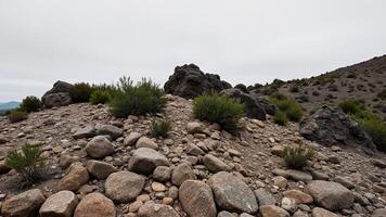 Arid Rocky Landscape with Sparse Green Plants photo