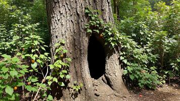 Hollow Tree Trunk in Lush Forest photo