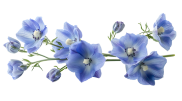 Light Blue Delphinium Flower Branch Isolated on Transparent Background png