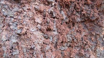 A close up of the bark of a tree photo