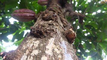 Cocoa tree in the rainforest photo