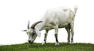 Goat Grazing on Grass in Isolated Setting photo