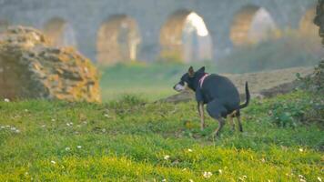 Black and white dog explores ancient ruins at dawn, creating a serene atmosphere filled with curiosity and history photo