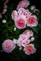 Many pink roses bloom on the branches of the trunk. photo