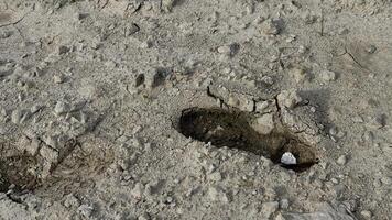 Footprint in Desert A lone footprint, pressed firmly into the cracked and textured surface of a desolate desert landscape, tells a silent story of passage and exploration. photo