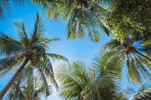 Tropical palm trees with coconuts on a clear blue sky background photo