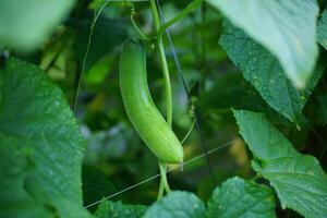 Cucumbers Ripening on the Vin photo