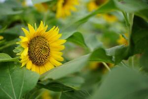 Close-Up of Sunflower Surrounded by Green Leaves photo