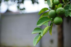 Close-Up of Lime Fruits on Tree Branch photo