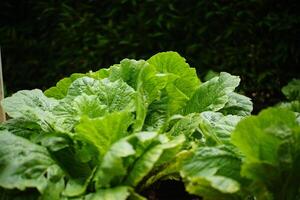 Green Lettuce Growing in the Garden photo