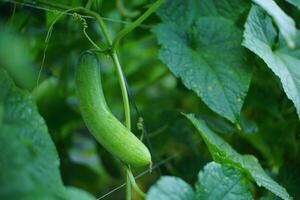 Green Cucumber Hanging on Garden Vine photo