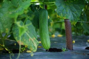 Vibrant Cucumbers Ripening on the Vine photo