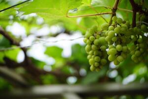 Close-Up of Green Grapes on the Vine photo