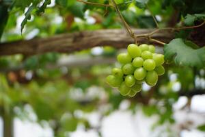 Close-Up of Fresh Green Grapes on a Vine photo