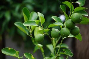 Close-Up of Green Limes Growing on a Tree photo